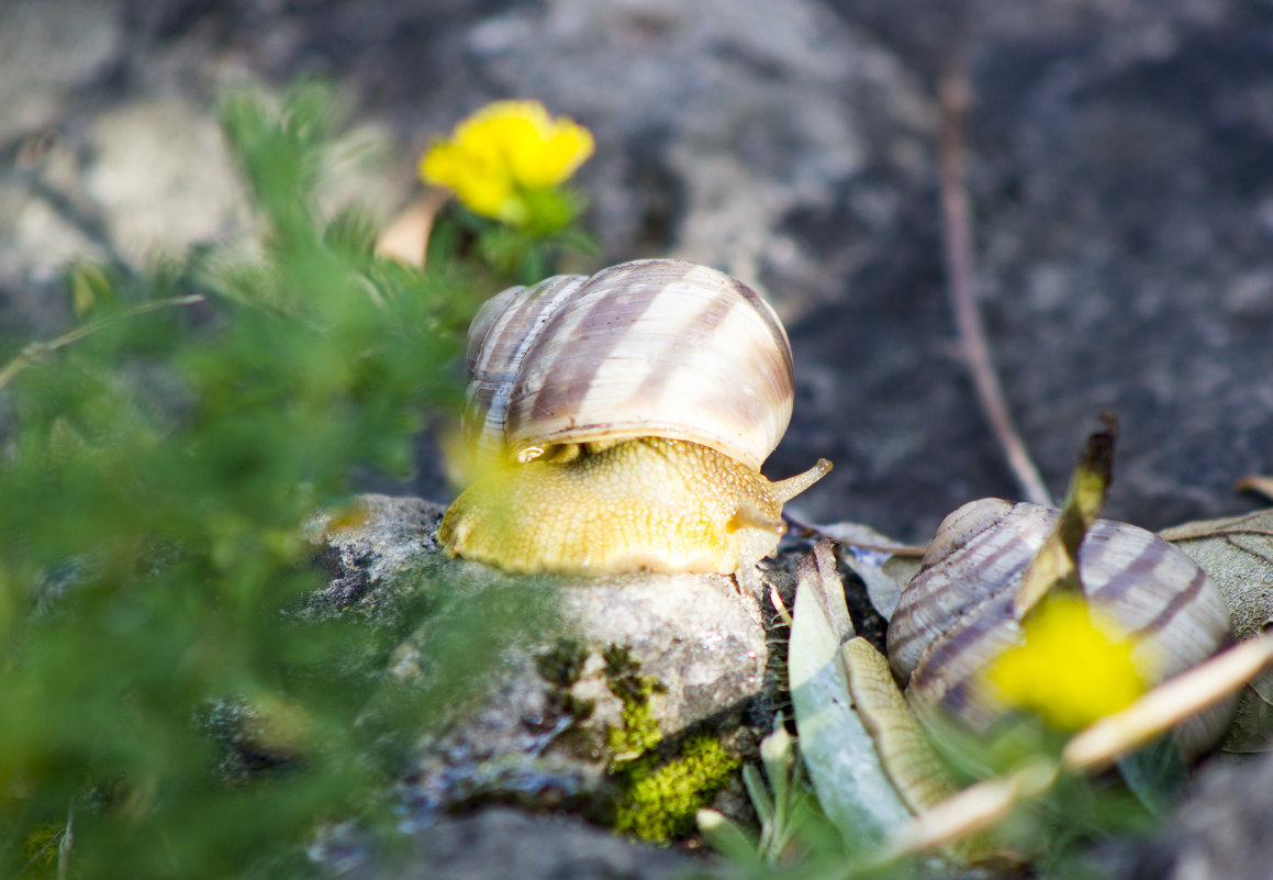 Улитка - Erizo Espinoso Улитка - Erizo Espinoso