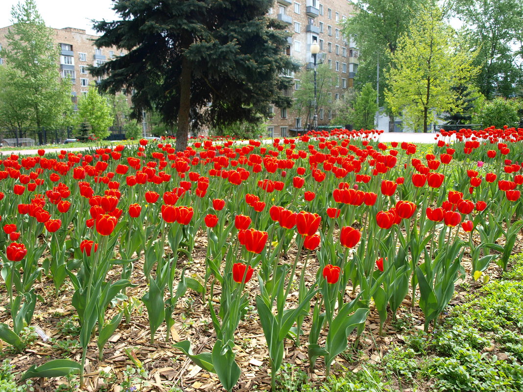 А у нас во дворе... - Владимир Драгунский