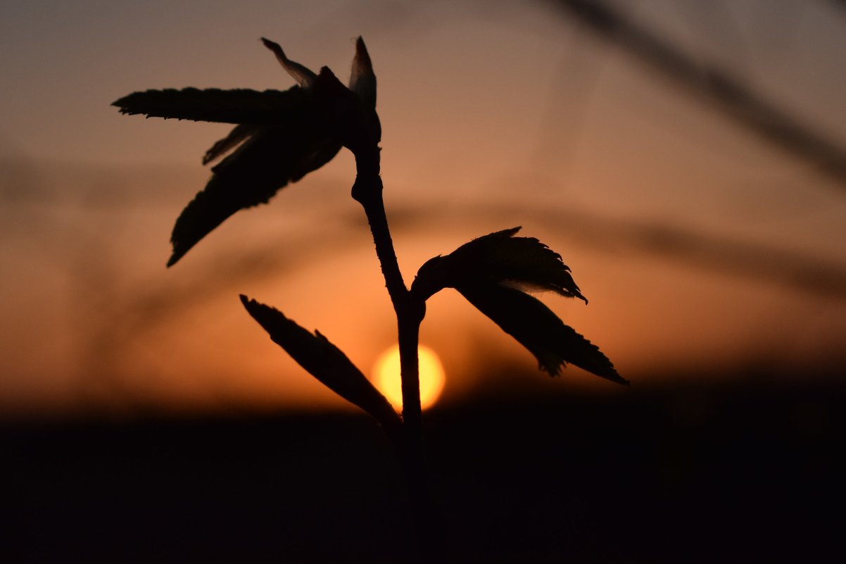 "Каждый рассвет единственный в жизни" - Мария Минченко 