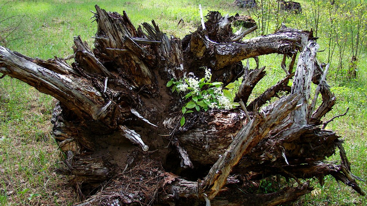 В весенний день... - Veselina *