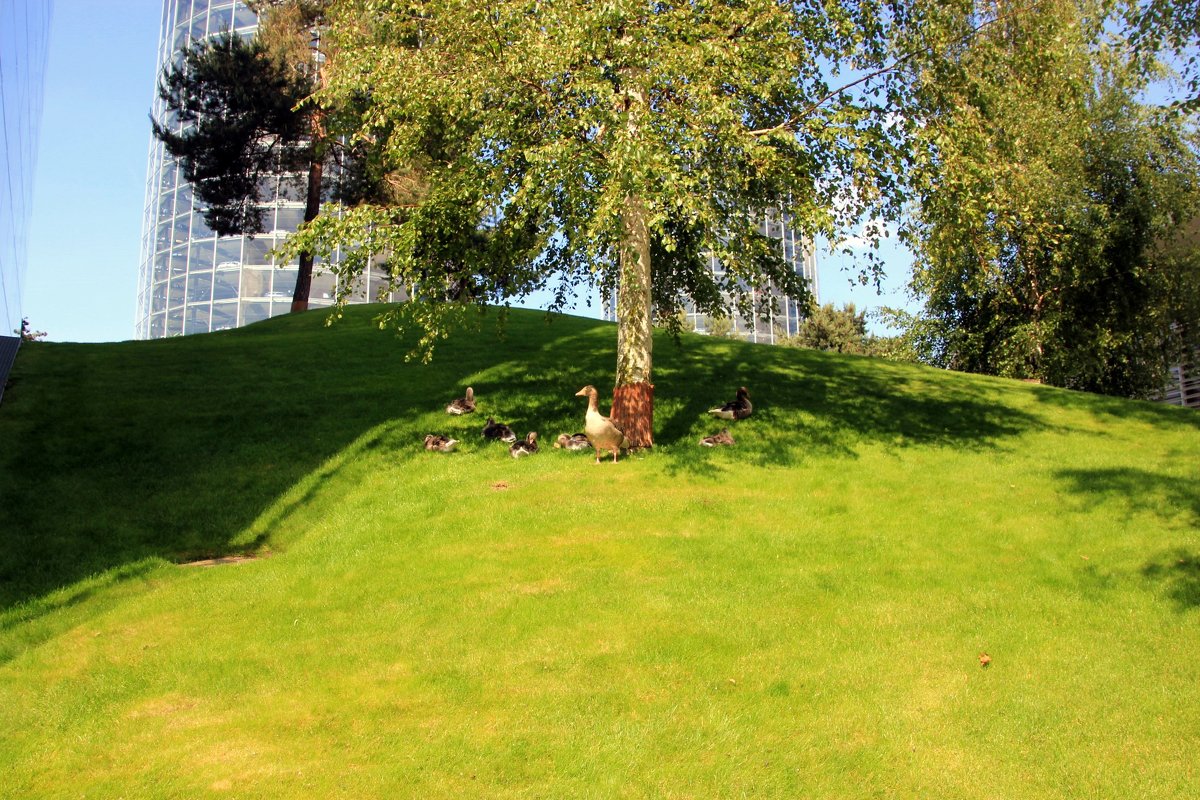 ... - Olga ... - Olga