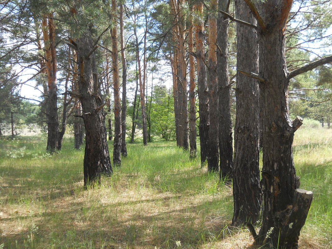 Сосны! Ровняйсь! - Галина Квасникова Сосны! Ровняйсь! - Галина Квасникова