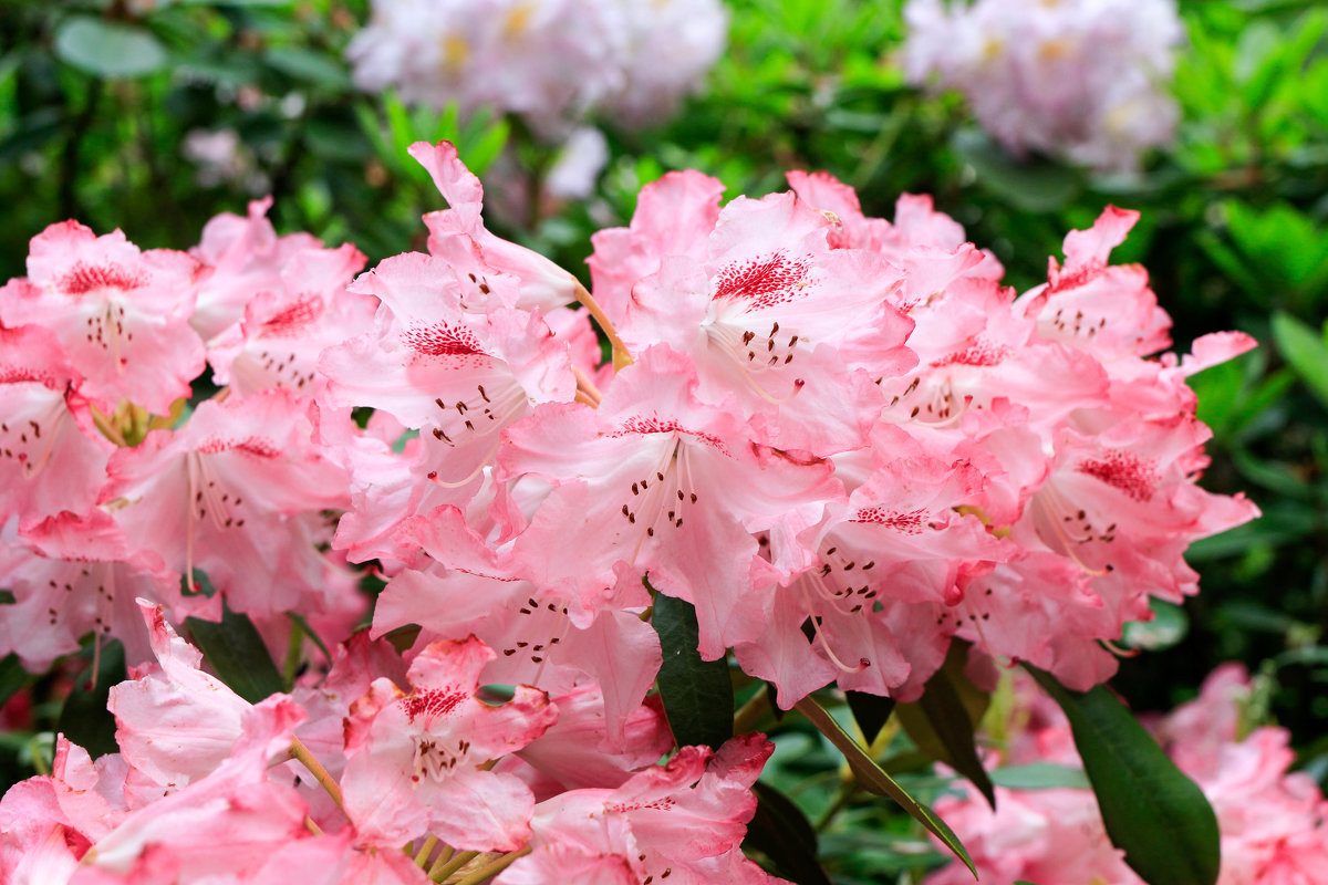 Рододендрон - Ирина ...............