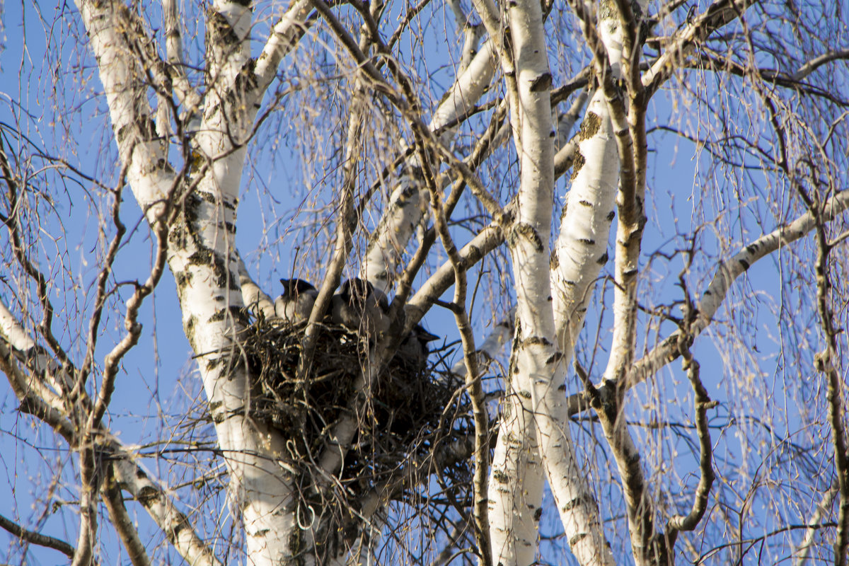 Воронята в гдезде. - Марина Никулина