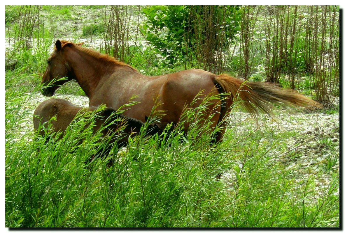 на  выпасе. - Ivana 