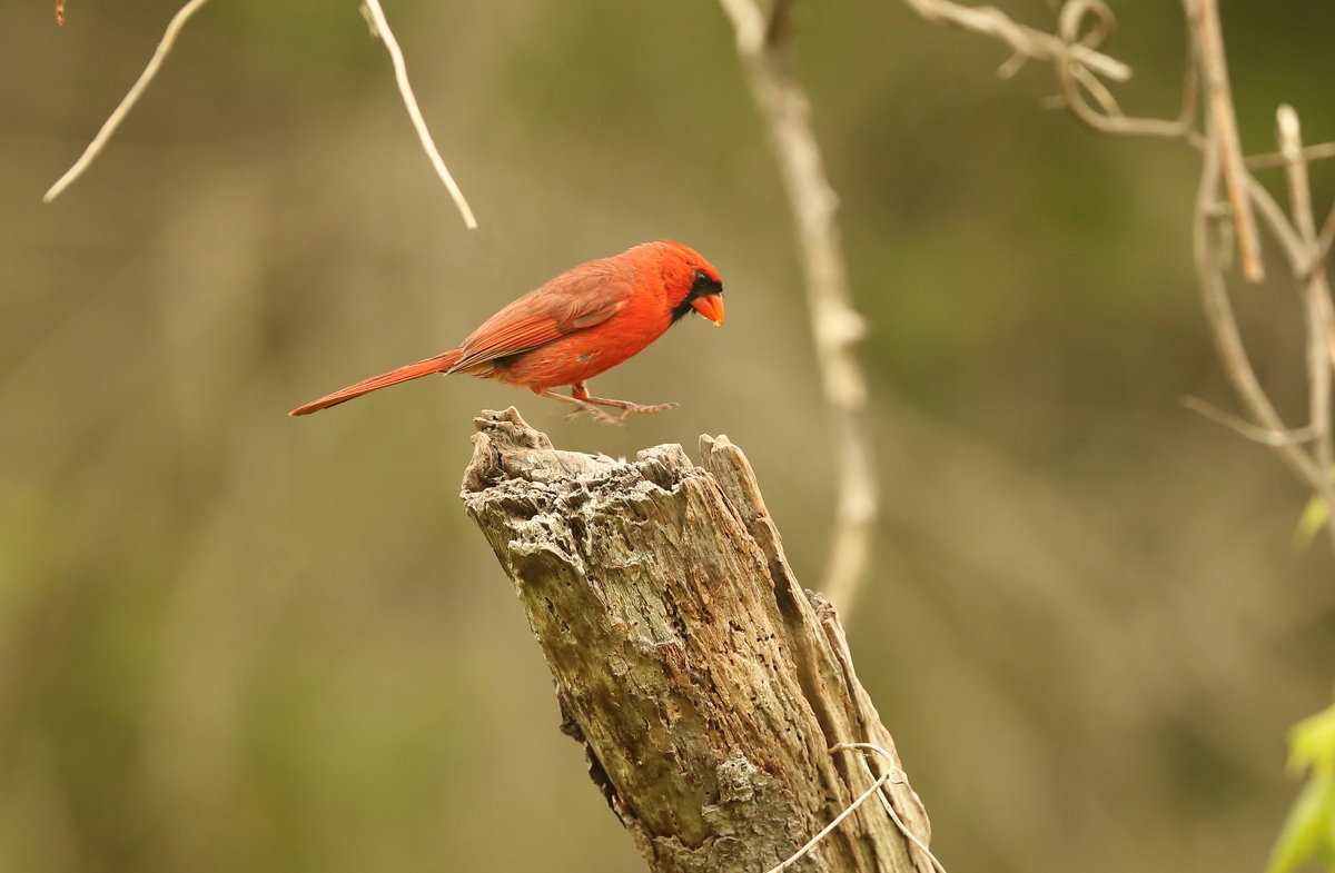 Cardinal - Naum 