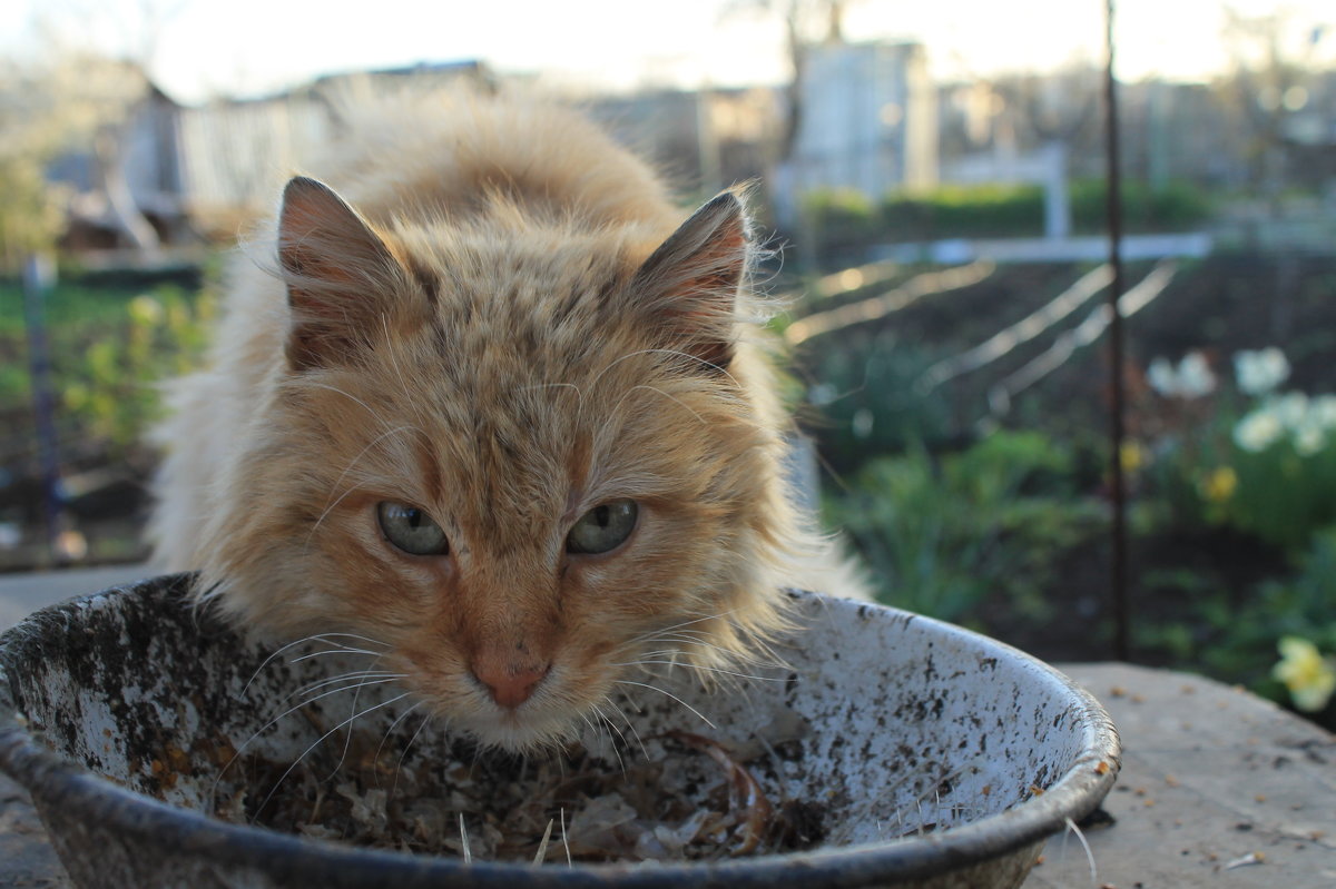 кот - Мария Мысько