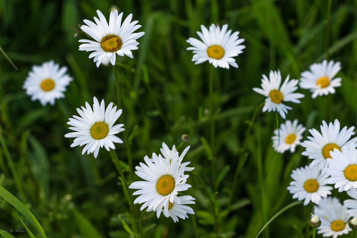 ... - Микто (Mikto) Михаил Носков ... - Микто (Mikto) Михаил Носков