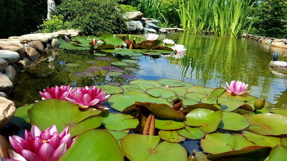 Пруд в саду. - Елена Савчук Пруд в саду. - Елена Савчук