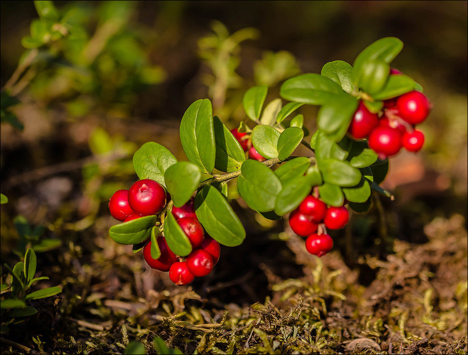 ... - Андрей Бурлов