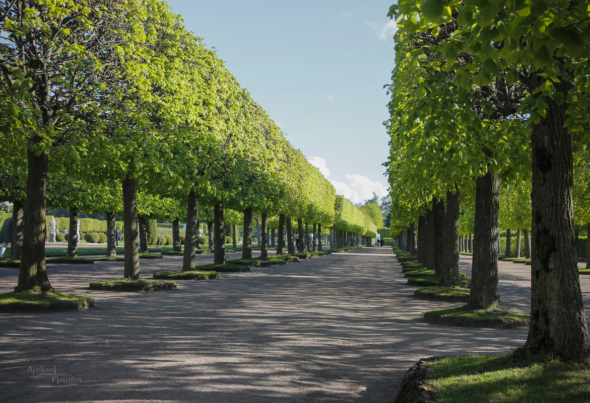 аллея - Алексей Фисунов