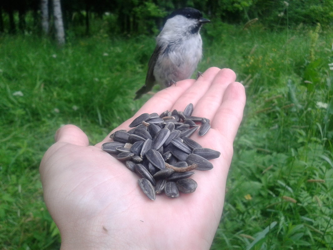 Пухляк - Сапсан 