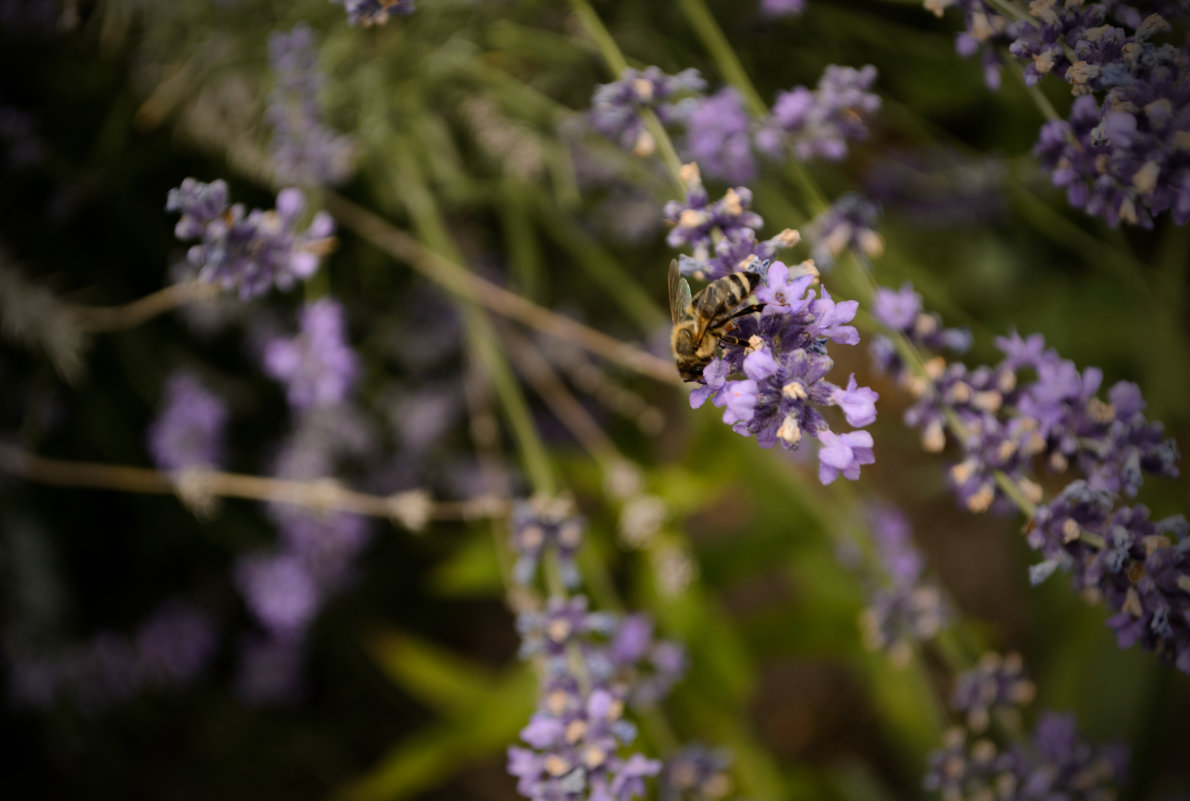 Пчела и лаванда - Алиса Нелеп