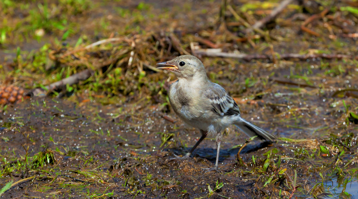 Слёток трясогузки - Анатолий Иргл
