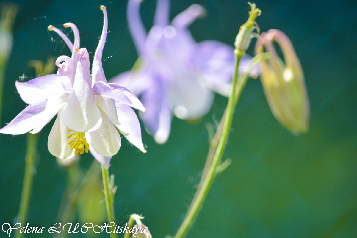 Колокольчик - Yelena LUCHitskaya