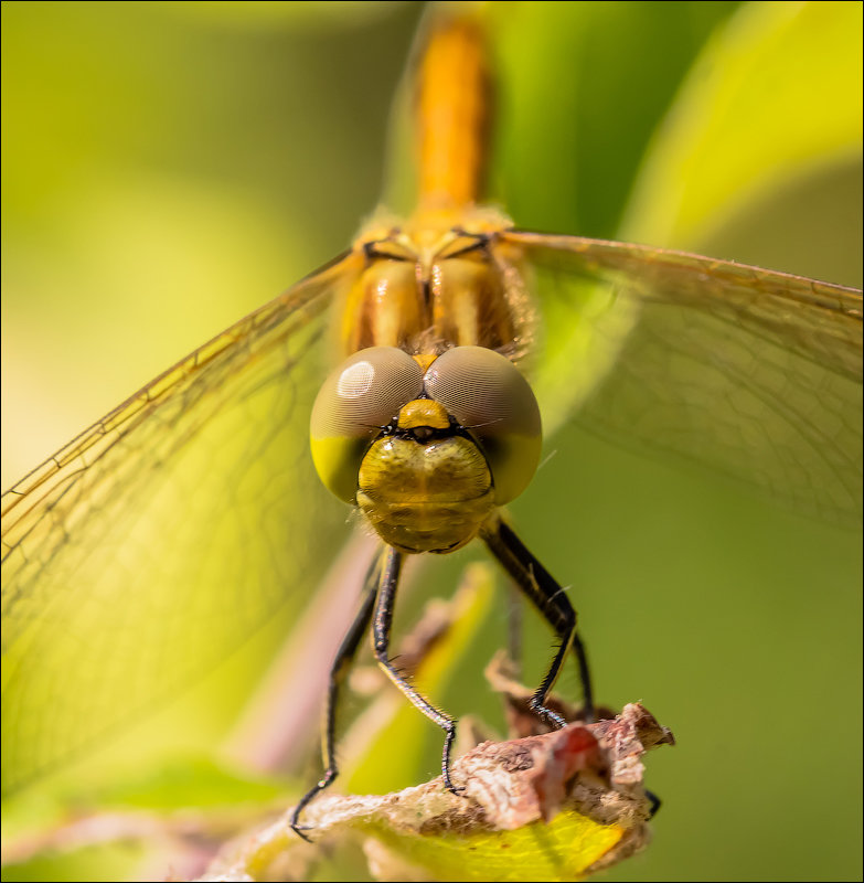 ... - Андрей Бурлов ... - Андрей Бурлов