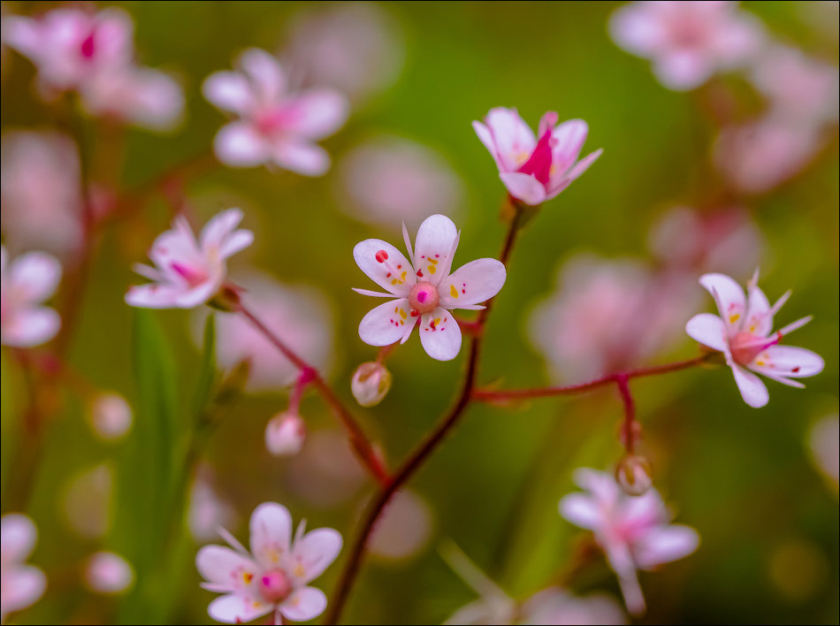 ... - Андрей Бурлов