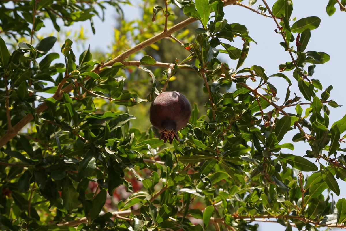 исключительный - Александра 