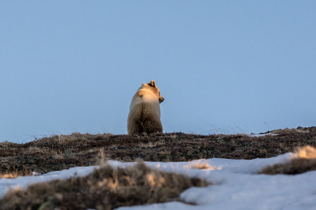 Ушки на макушке. - Юрий Харченко Ушки на макушке. - Юрий Харченко