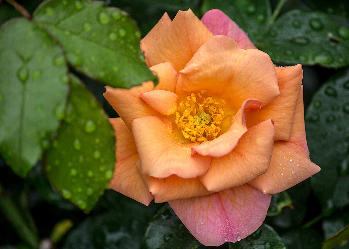 роза - Peteris Kalmuks роза - Peteris Kalmuks