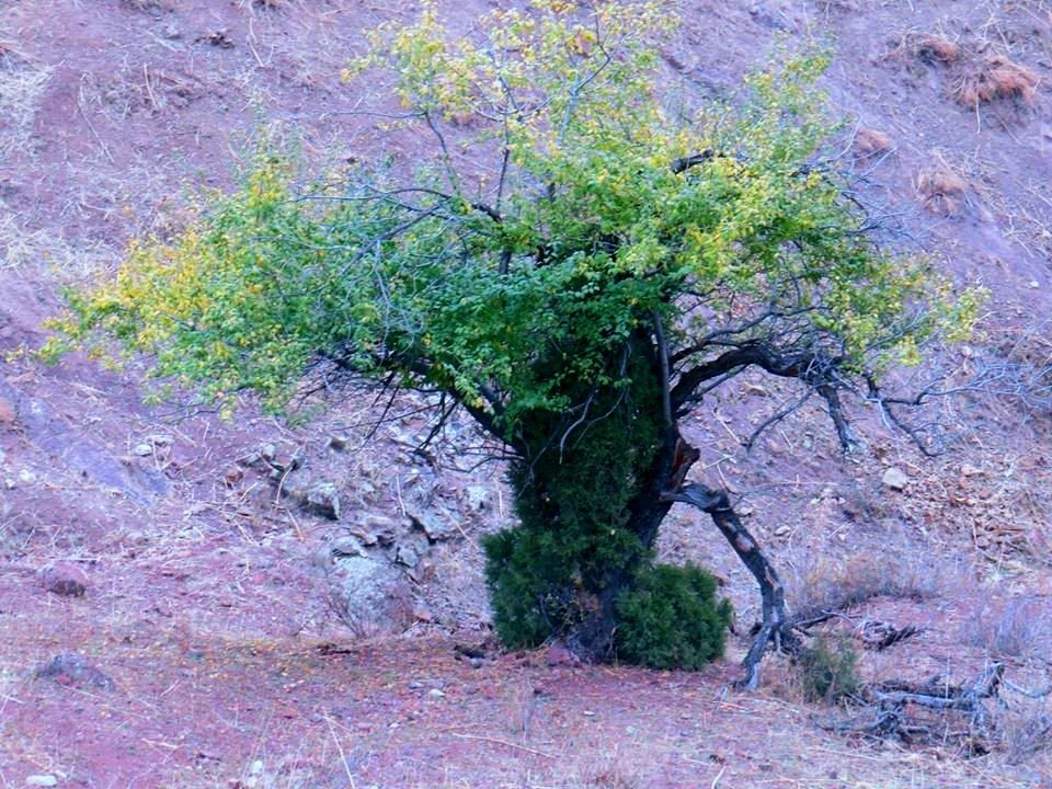 ВЕСНА В ГОРАХ. - Виктор Осипчук