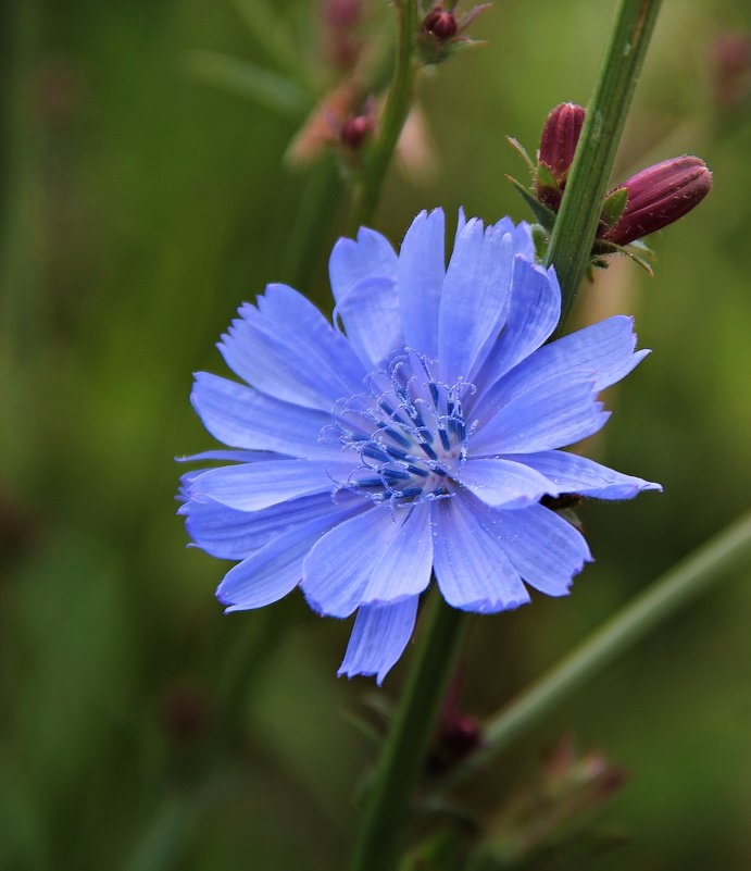 Цикорий - Лара (АГАТА)