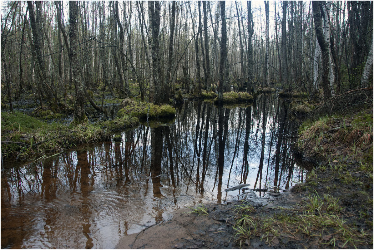 Болото *** Swamp - Александр Борисов