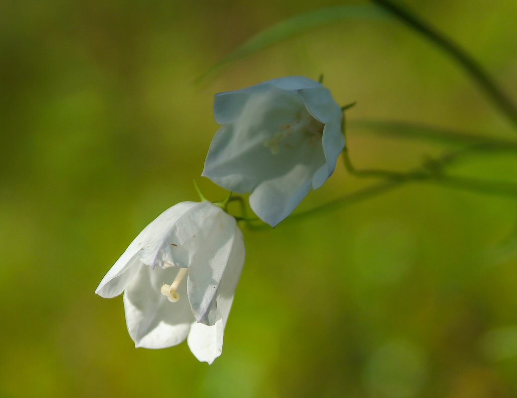 Колокольчик альбинос!!! - Олег Кулябин Колокольчик альбинос!!! - Олег Кулябин