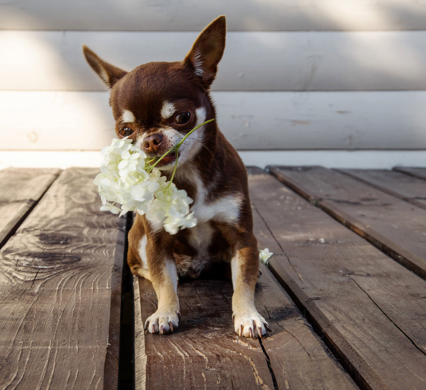 Дачница - Лариса Журавлева Дачница - Лариса Журавлева