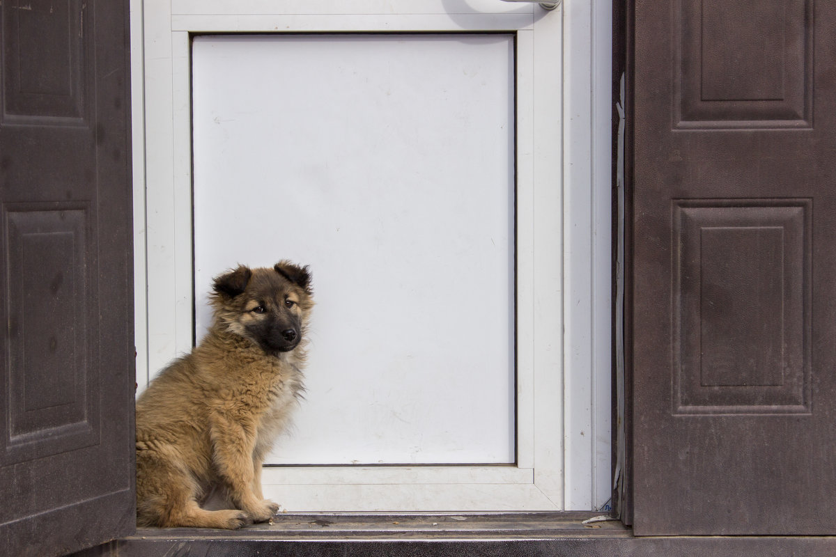 Щенок у дверей магизина - Иван Смирнов Щенок у дверей магизина - Иван Смирнов