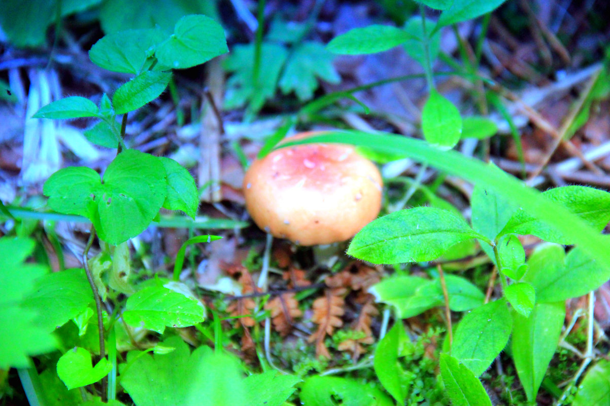 Грибочек. - Вадим Басов