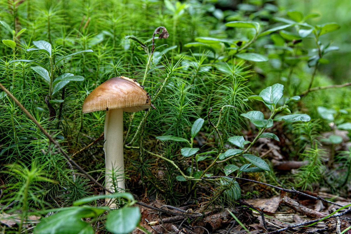 Ну когда же будут настоящие грибы ? - Анатолий. Chesnavik. Ну когда же будут настоящие грибы ? - Анатолий. Chesnavik.