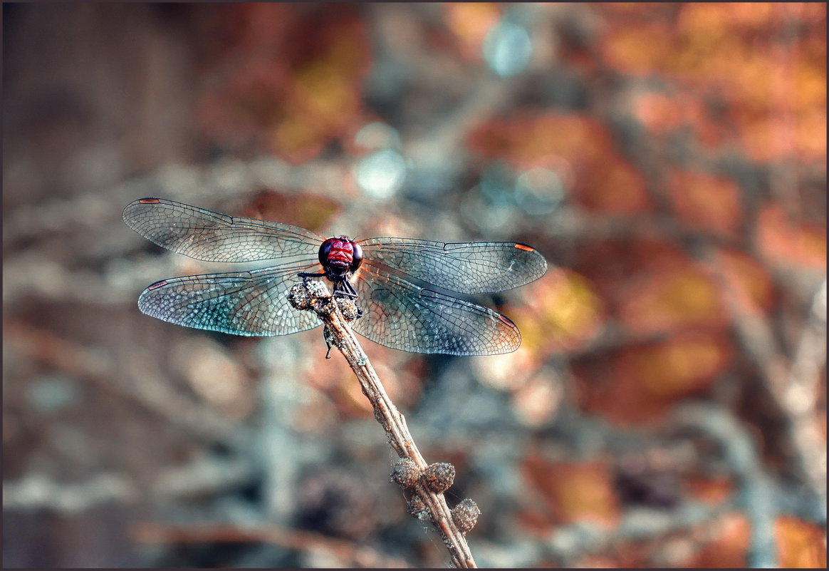 Leucorrhinia rubicunda .... - OLEG SCH 