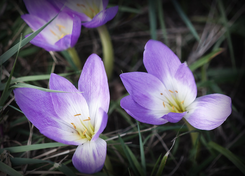 Безвременник в сентябре - Ольга Фролова Безвременник в сентябре - Ольга Фролова
