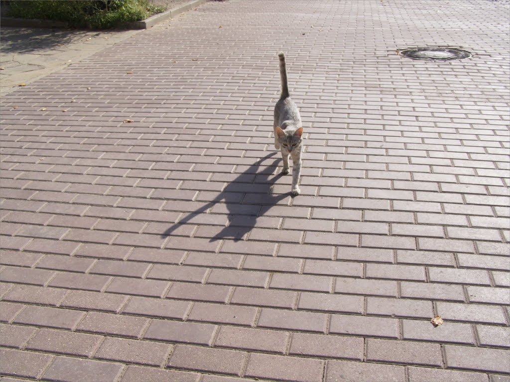 кошечка - Анна Воробьева кошечка - Анна Воробьева