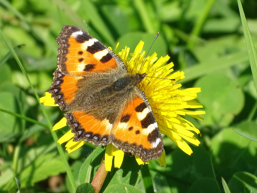 Крапивница - Константин Ординарцев Крапивница - Константин Ординарцев