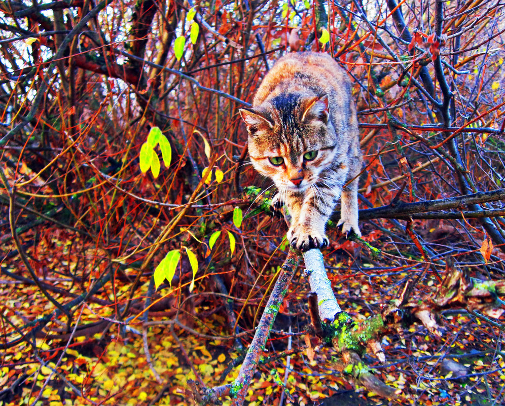 Осенняя фотосессия, кошка "Ефросинья" - Татьяна Королёва