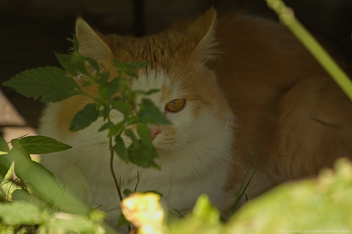 спрятался) - Ольга Логинова