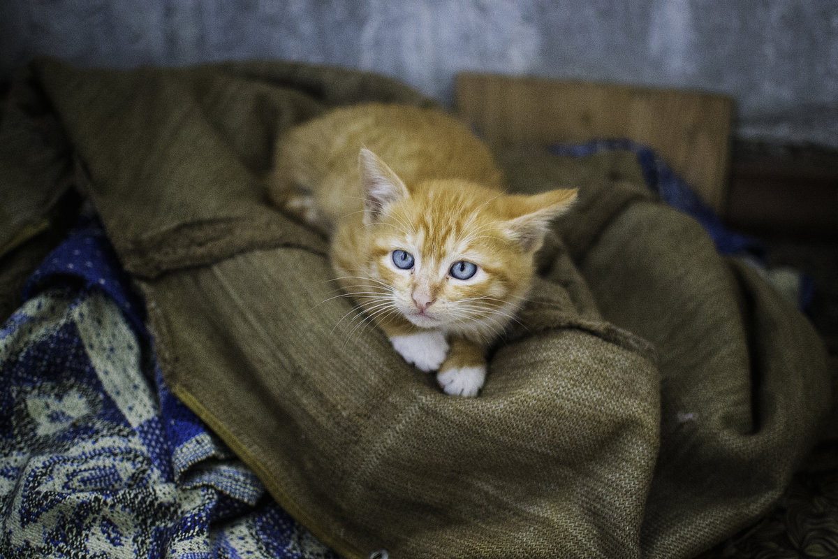 р - Ксения ПЕН