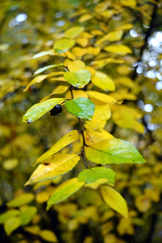 234 - Nastasia Nikitina