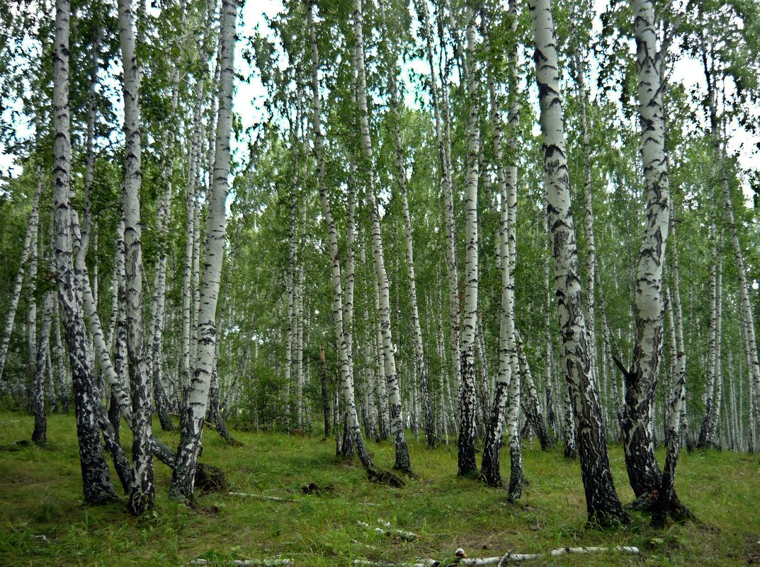 Берёзовая роща - Вера Щукина