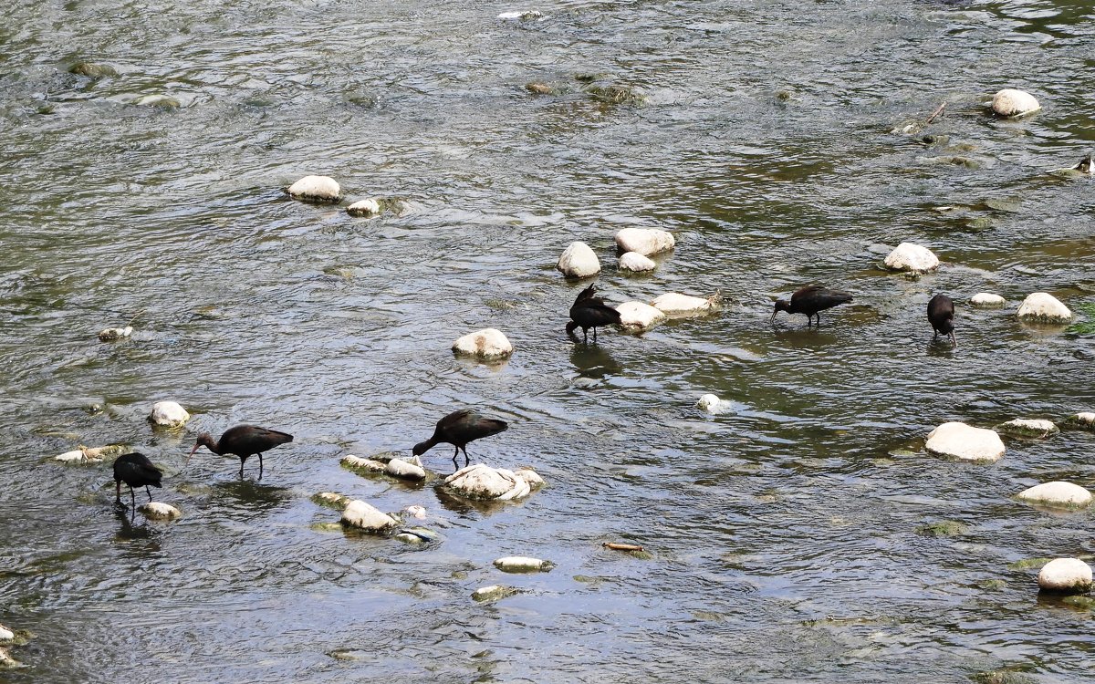 Puna Ibis - чудинова ольга 