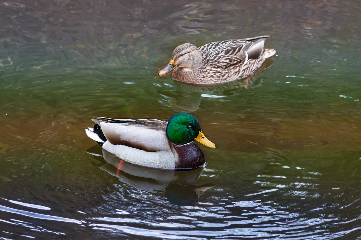 Пара - Владимир Кроливец