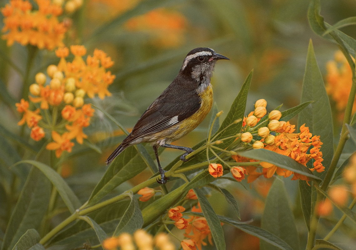 Bananaquit (Coereba flaveloa pacifica) - Svetlana Galvez