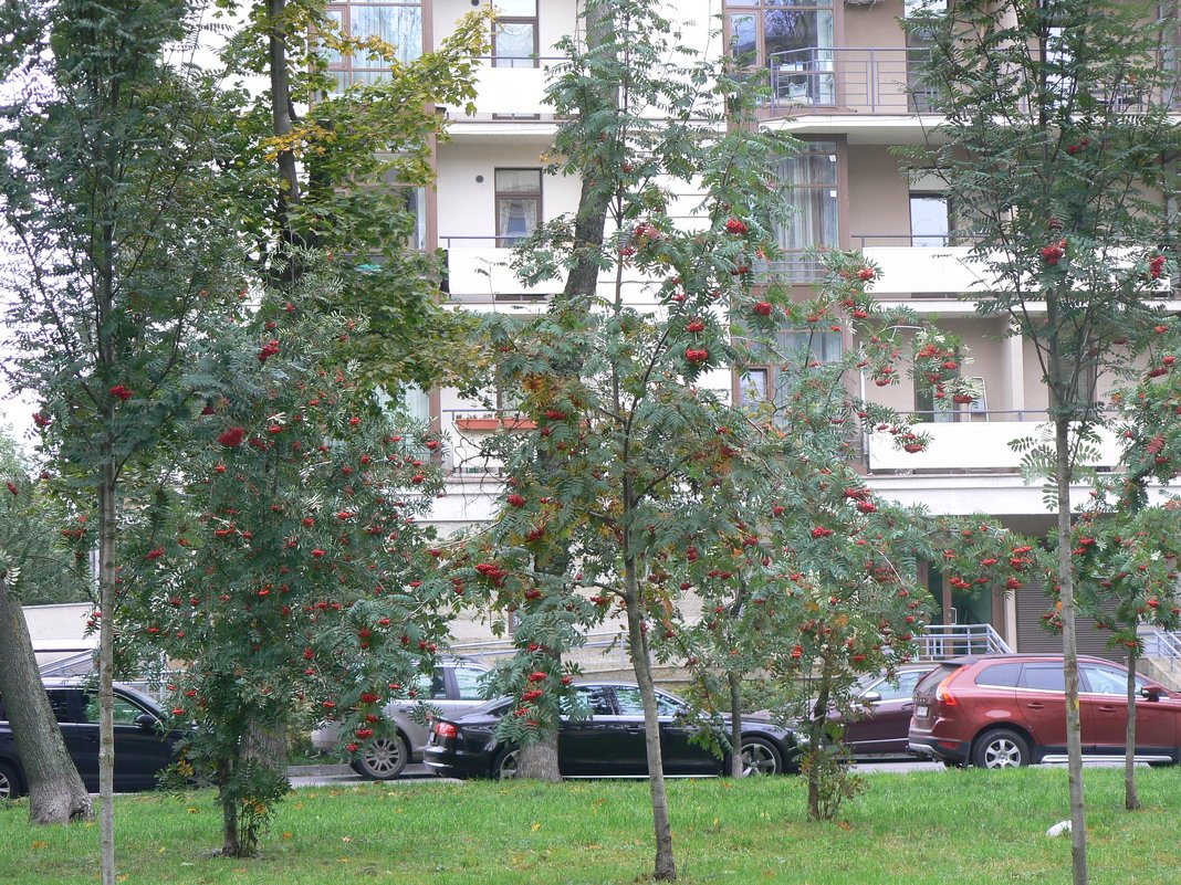 У нас во дворе - Нонна 