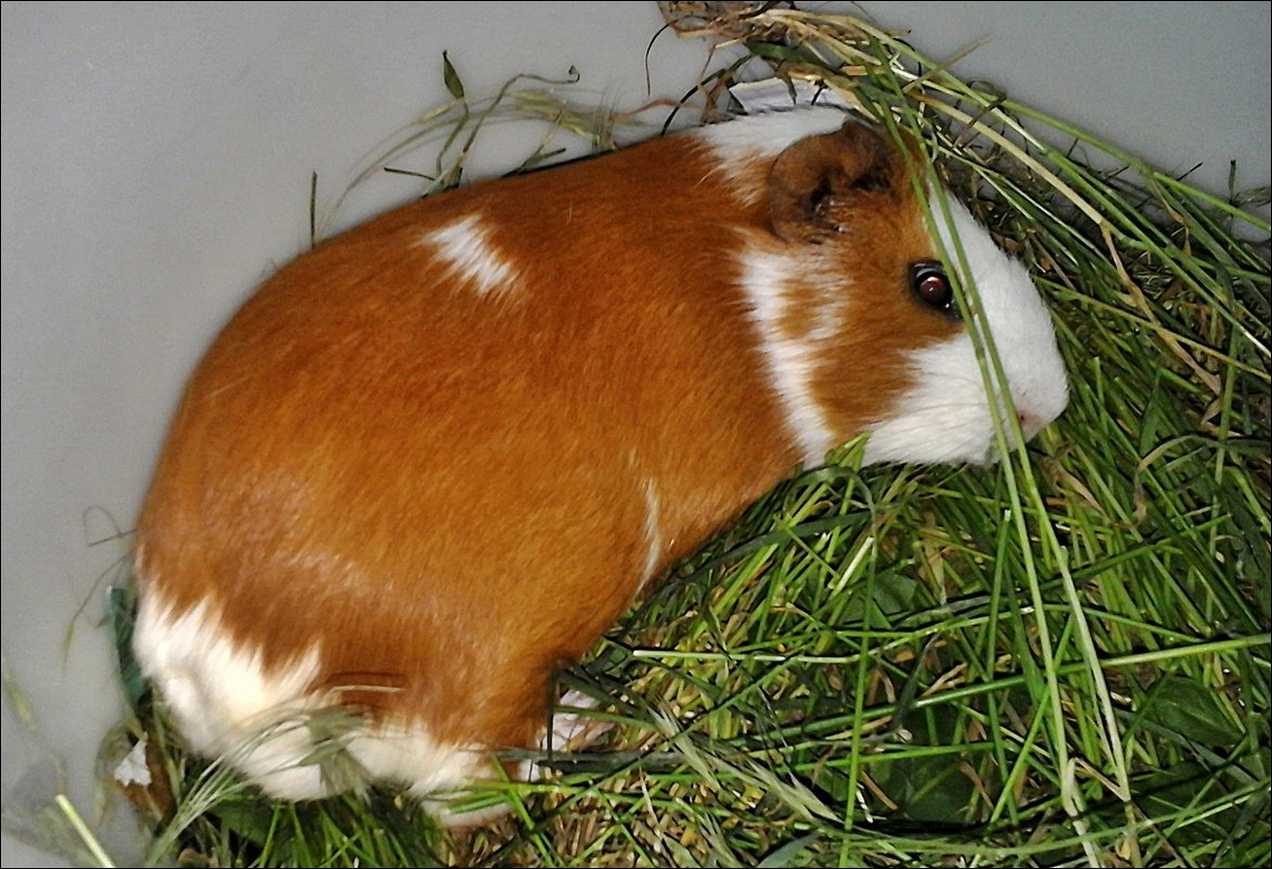 Рыжик - внучкина радость - Нина Корешкова Рыжик - внучкина радость - Нина Корешкова