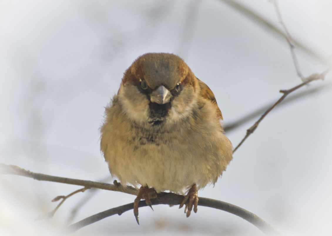 Серьёзный. - Андрей Синицын Серьёзный. - Андрей Синицын