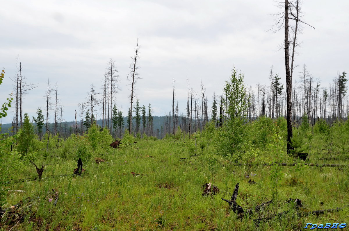 Тайга горела. Но не умерла. - © ГраВИ