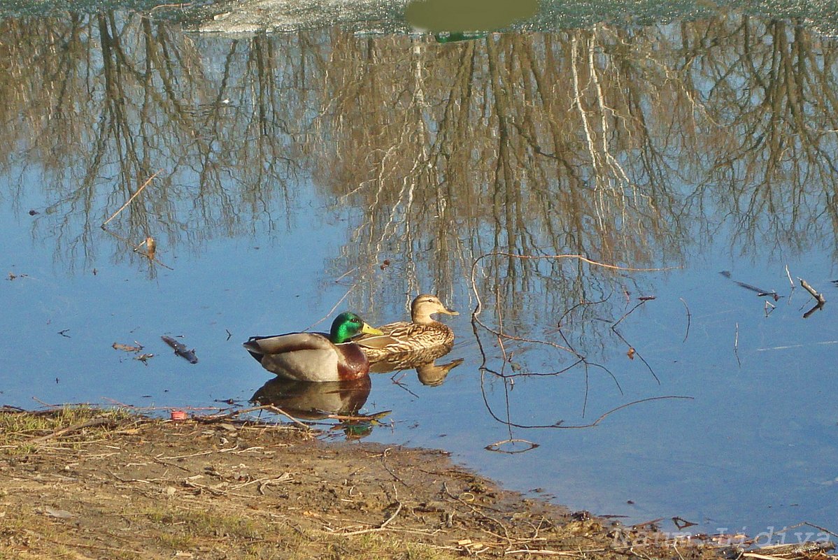 Уточки на пруду - Лидия (naum.lidiya) Уточки на пруду - Лидия (naum.lidiya)
