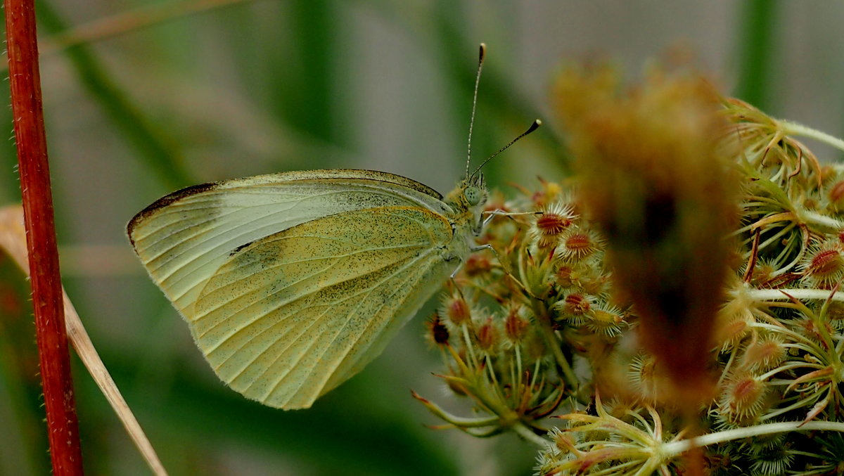 Репница Pieris rapae (Linnaeus, 1758) 2 - Александр Прокудин